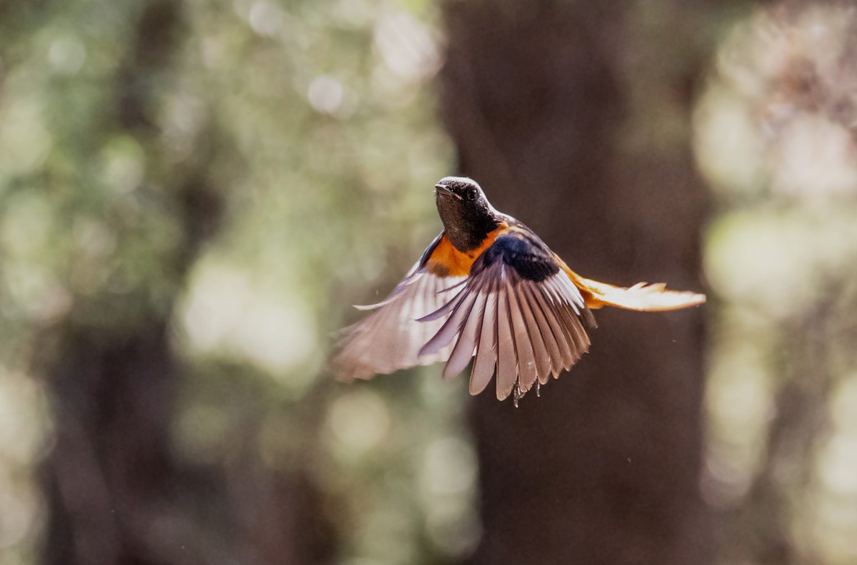 北红尾鸲（二十七）