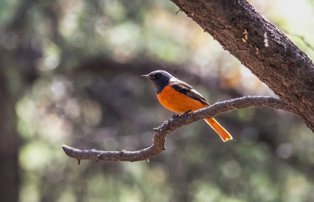 北红尾鸲（二十七）