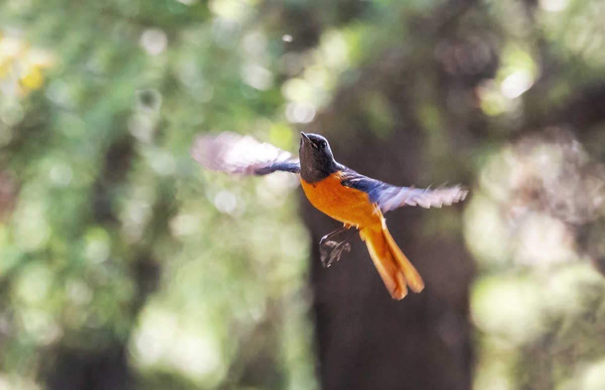 北红尾鸲（二十七）