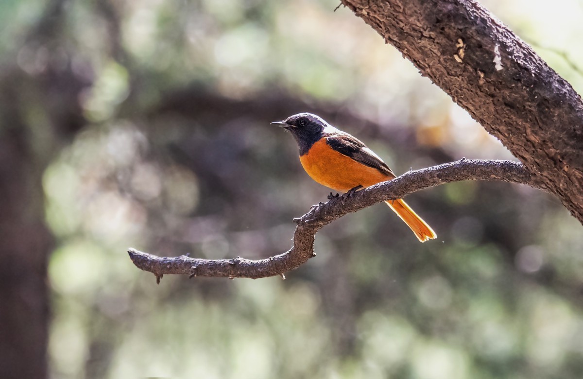 北红尾鸲（二十七）
