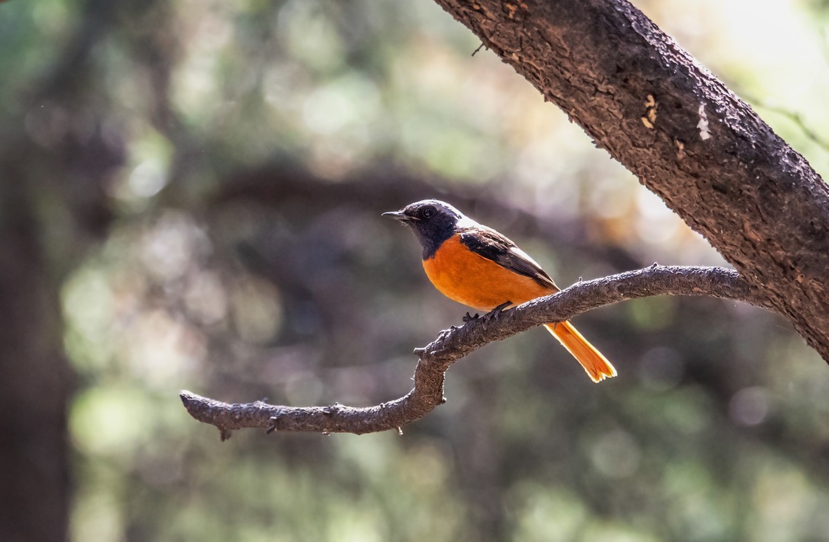 北红尾鸲（二十七）