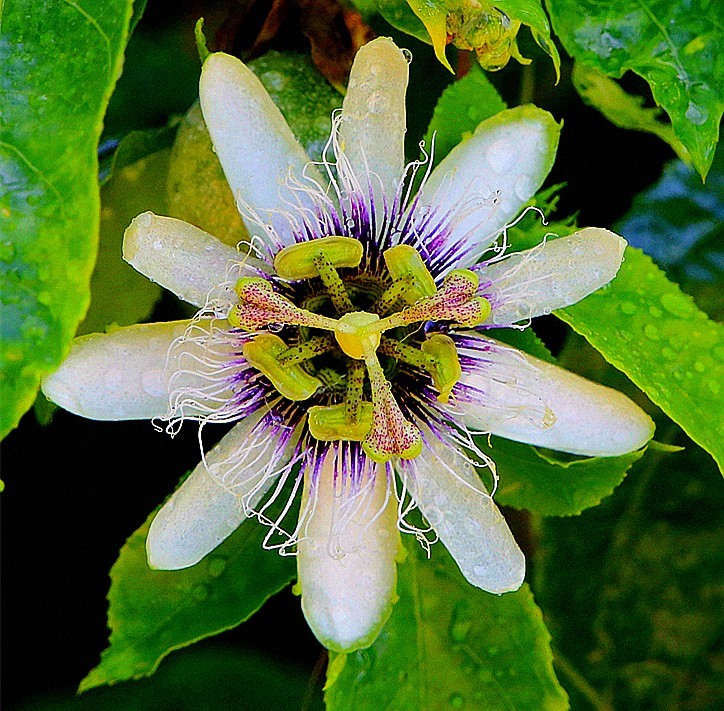 《不老松：忆海南游记》长岛兰湾：南方才有的百香果！
