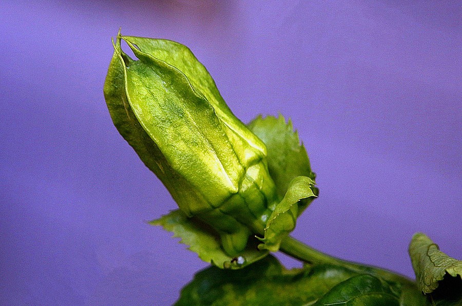 《不老松：忆海南游记》长岛兰湾：南方才有的百香果！