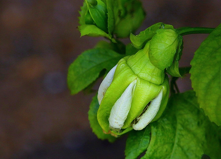 《不老松：忆海南游记》长岛兰湾：南方才有的百香果！