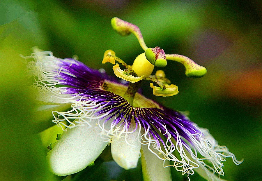 《不老松：忆海南游记》长岛兰湾：南方才有的百香果！