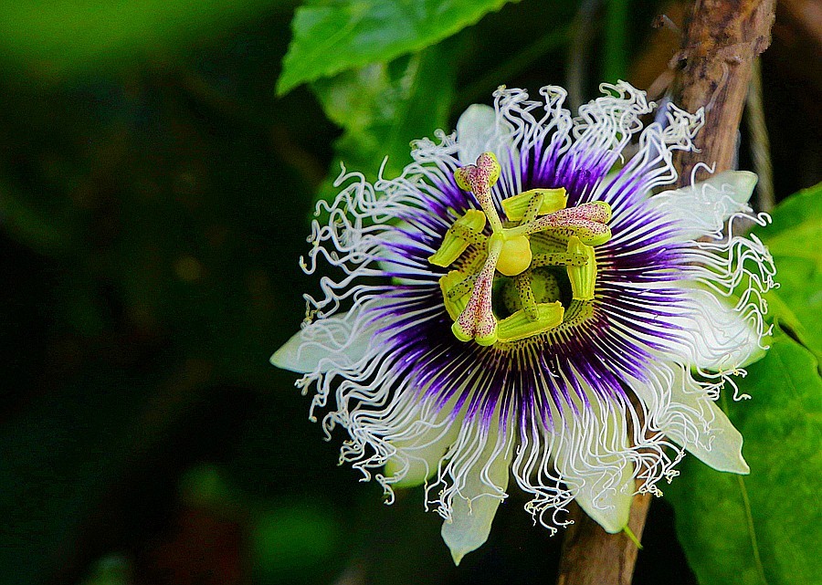《不老松：忆海南游记》长岛兰湾：南方才有的百香果！