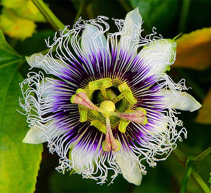 《不老松：忆海南游记》长岛兰湾：南方才有的百香果！