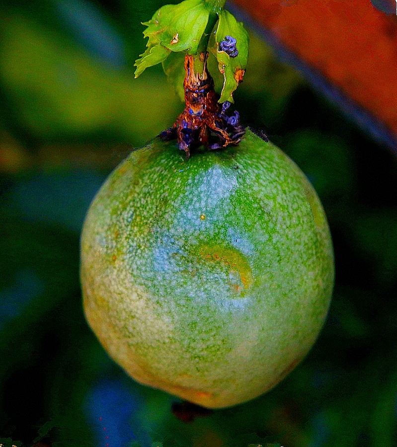 《不老松：忆海南游记》长岛兰湾：南方才有的百香果！