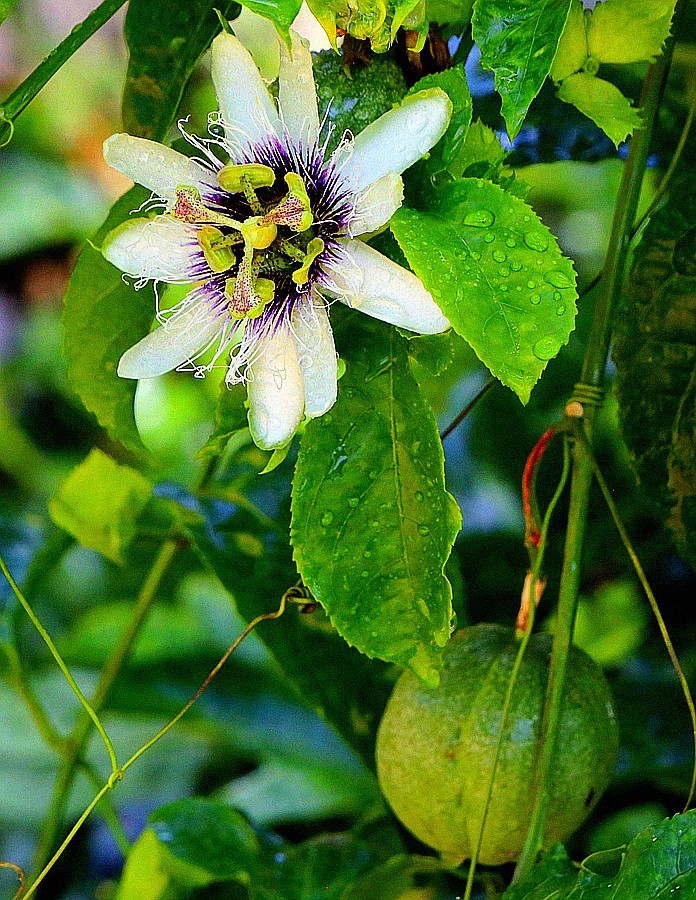 《不老松：忆海南游记》长岛兰湾：南方才有的百香果！