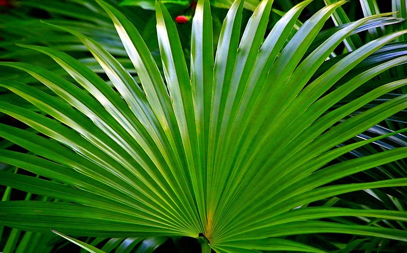 《不老松：忆海南游记》长島蓝湾的蒲葵!（我们北方夏天用的蒲扇就是它做的！）