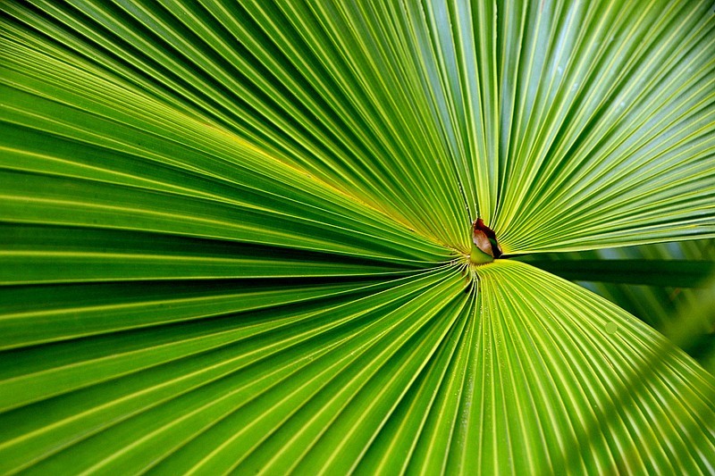 《不老松：忆海南游记》长島蓝湾的蒲葵!（我们北方夏天用的蒲扇就是它做的！）