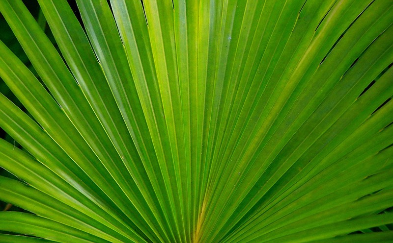 《不老松：忆海南游记》长島蓝湾的蒲葵!（我们北方夏天用的蒲扇就是它做的！）