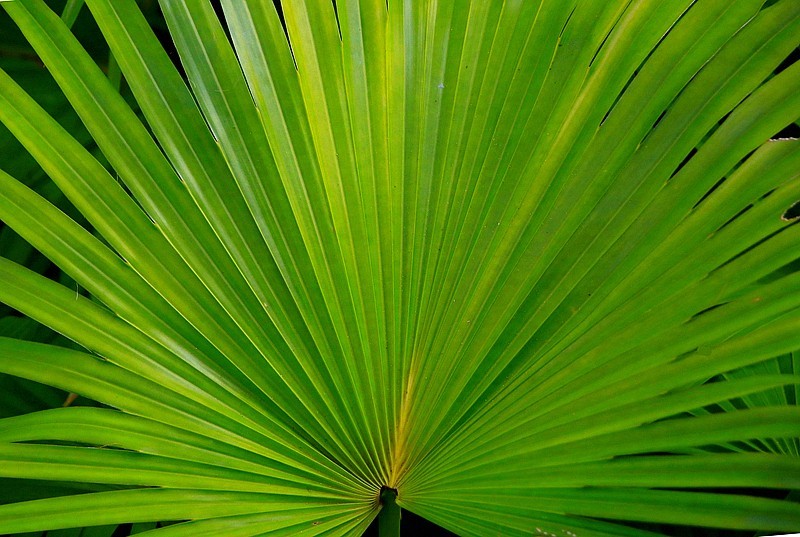 《不老松：忆海南游记》长島蓝湾的蒲葵!（我们北方夏天用的蒲扇就是它做的！）