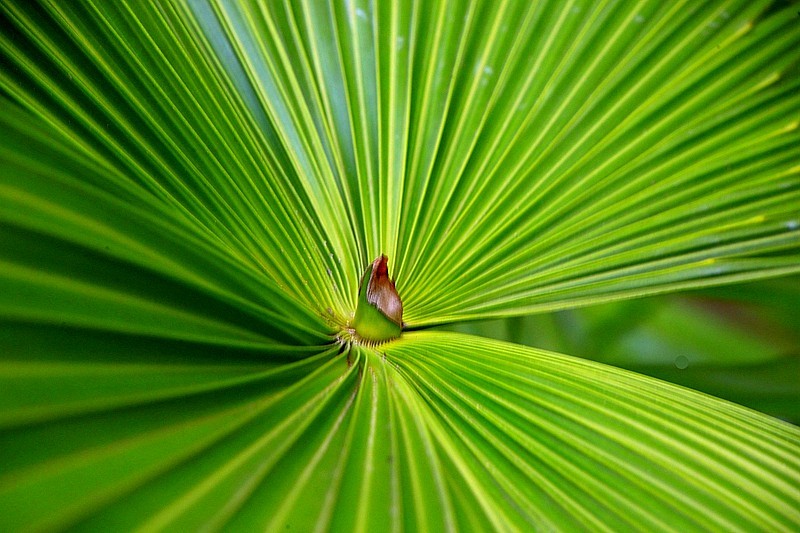 《不老松：忆海南游记》长島蓝湾的蒲葵!（我们北方夏天用的蒲扇就是它做的！）