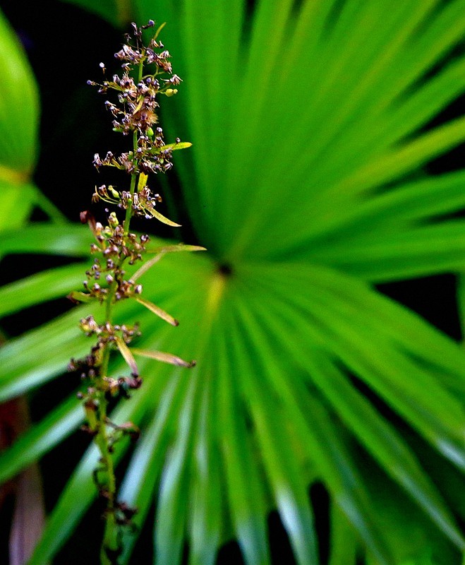 《不老松：忆海南游记》长島蓝湾的蒲葵!（我们北方夏天用的蒲扇就是它做的！）