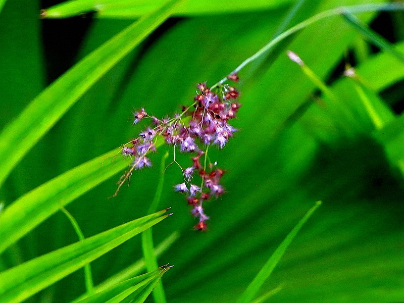 《不老松：忆海南游记》长島蓝湾的蒲葵!（我们北方夏天用的蒲扇就是它做的！）