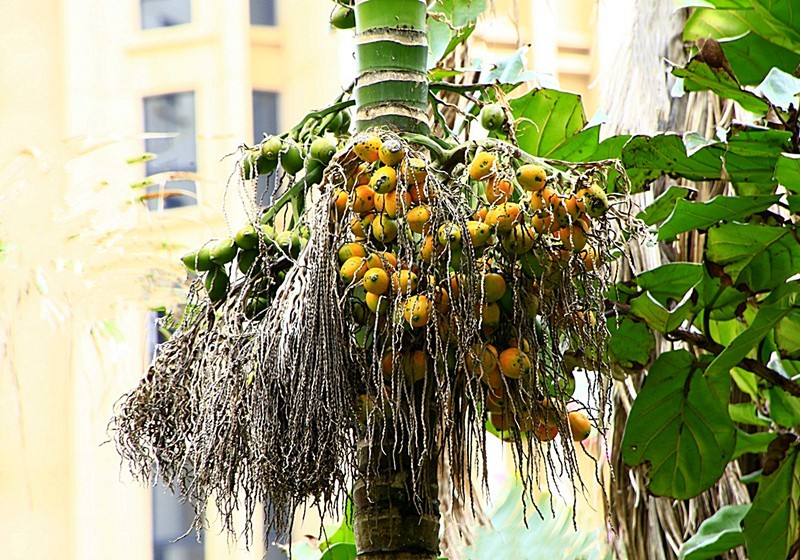 《不老松：忆海南游记》南方才有的槟榔和假连翘！