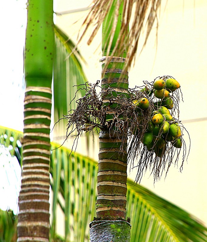 《不老松：忆海南游记》南方才有的槟榔和假连翘！