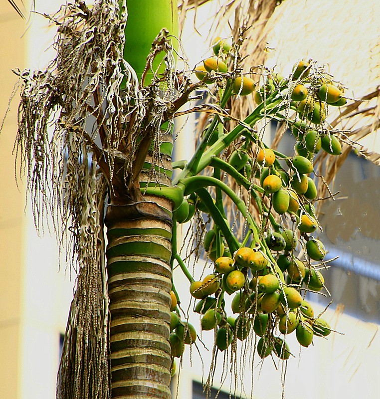 《不老松：忆海南游记》南方才有的槟榔和假连翘！