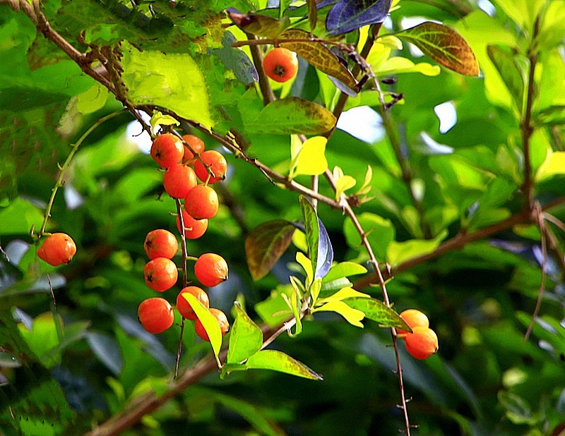 《不老松：忆海南游记》南方才有的槟榔和假连翘！