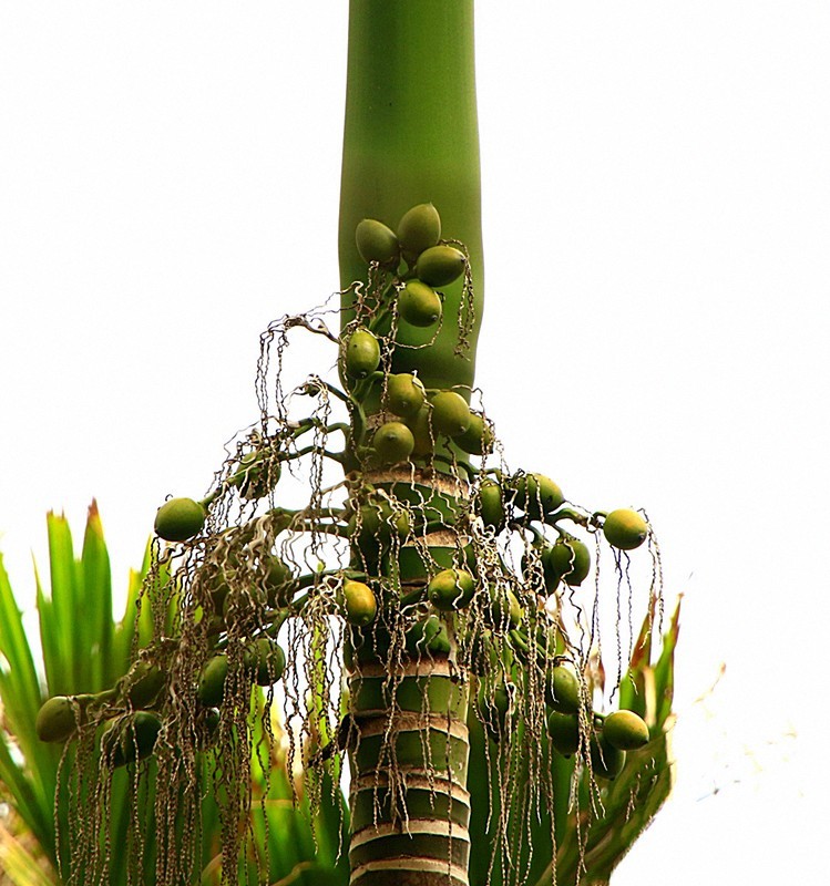 《不老松：忆海南游记》南方才有的槟榔和假连翘！