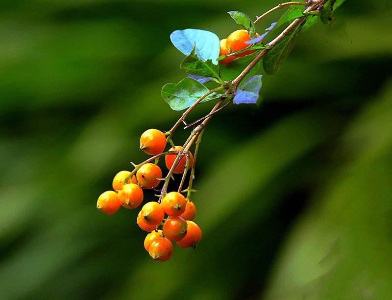《不老松：忆海南游记》南方才有的槟榔和假连翘！