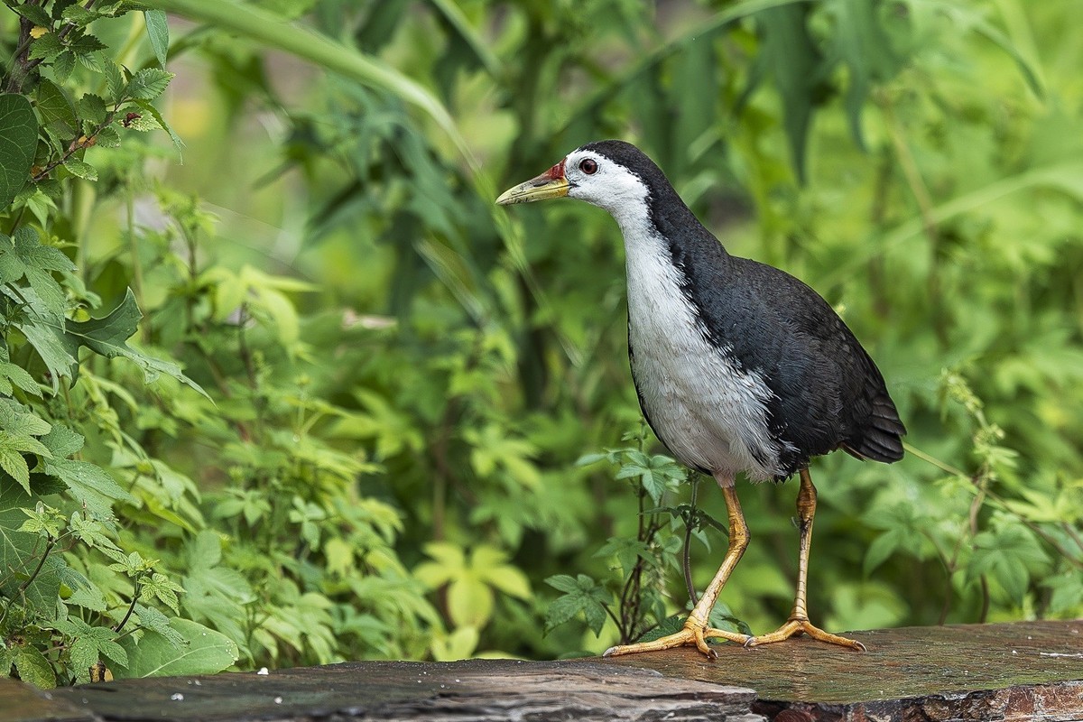最是清溪春好处， 一声