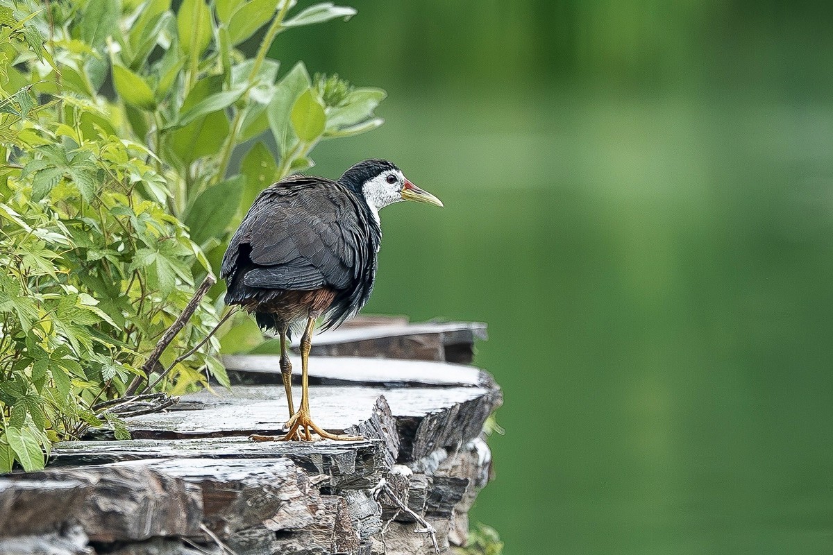 最是清溪春好处， 一声