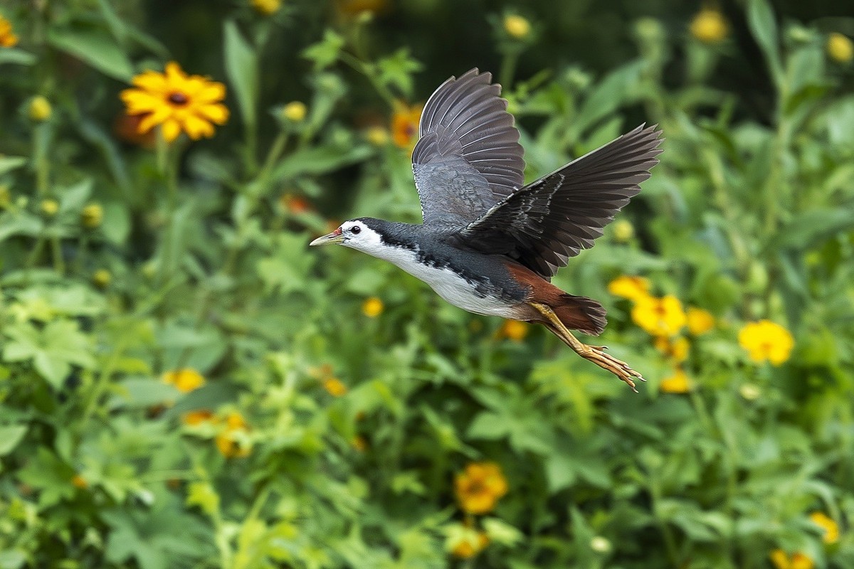 最是清溪春好处， 一声