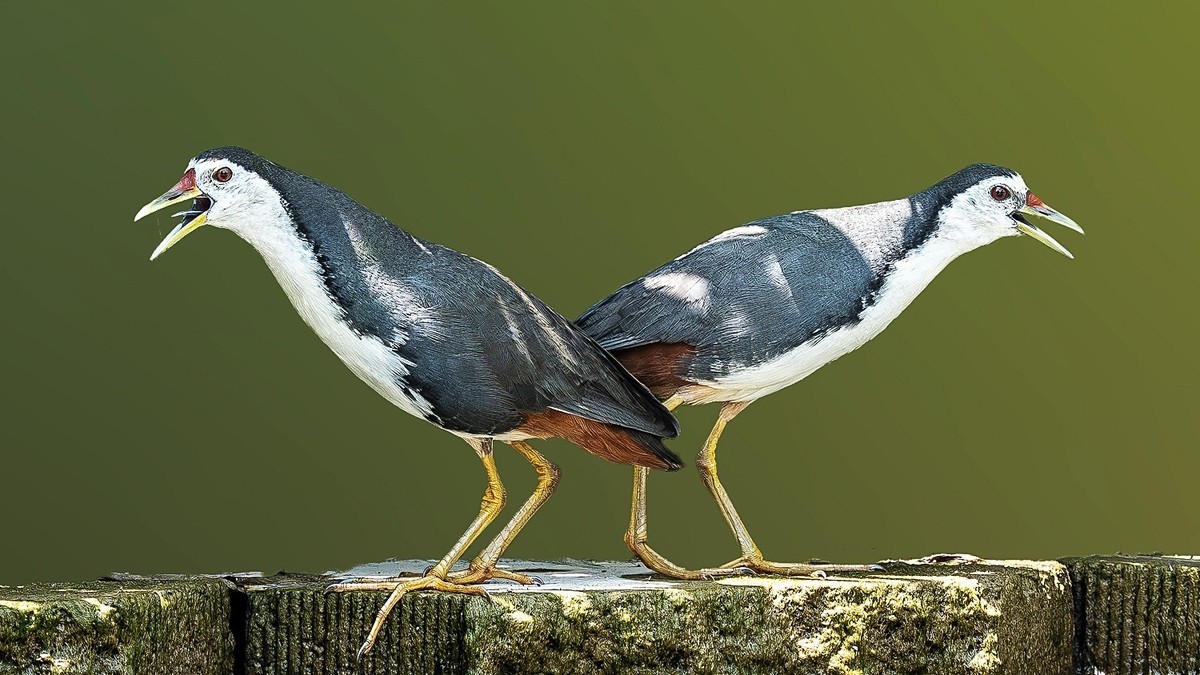 最是清溪春好处， 一声
