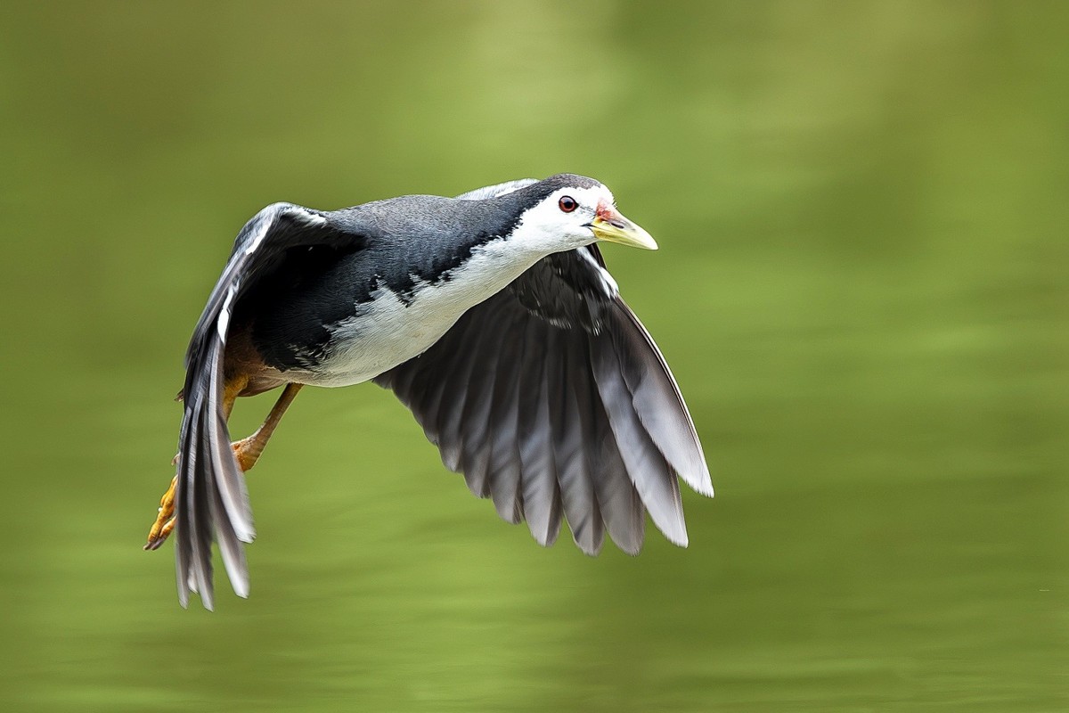 最是清溪春好处， 一声
