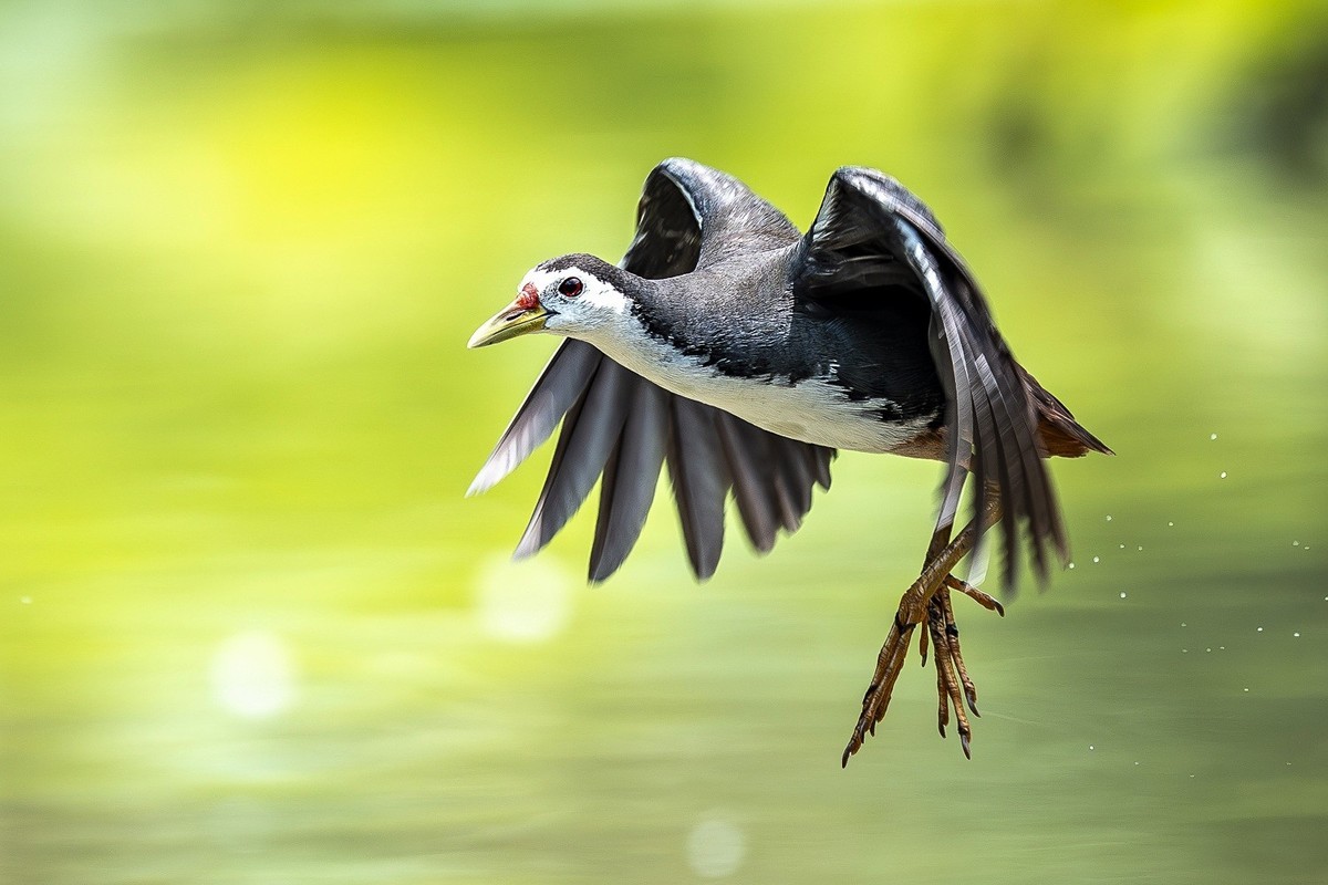 最是清溪春好处， 一声