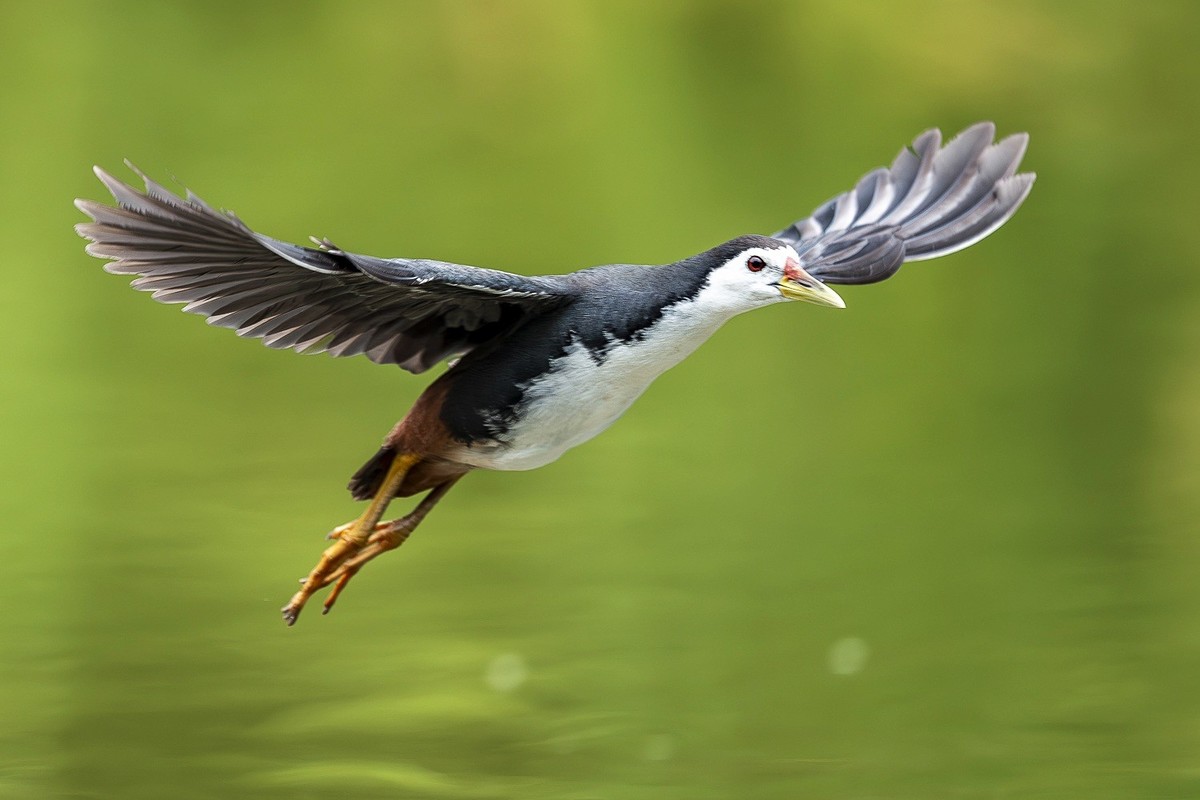 最是清溪春好处， 一声