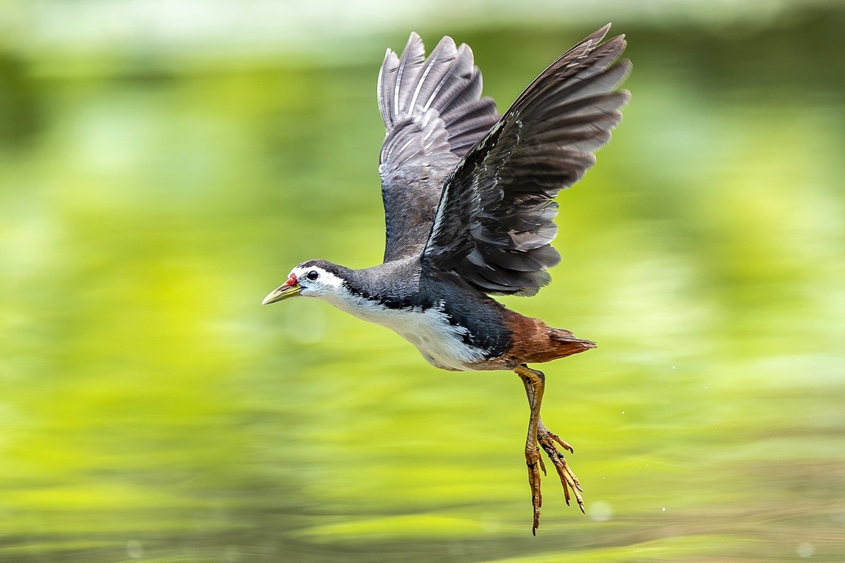 最是清溪春好处， 一声