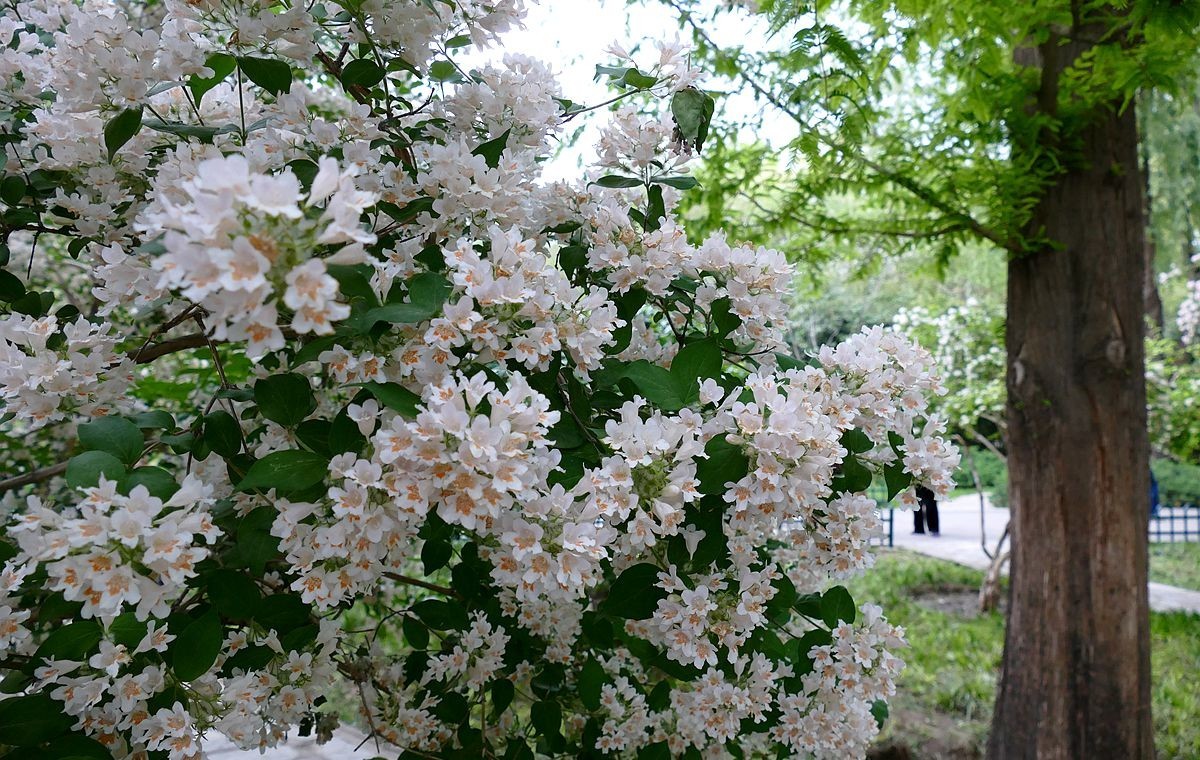 玉渊潭公园【二】