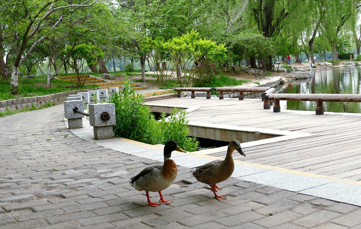 玉渊潭公园【二】