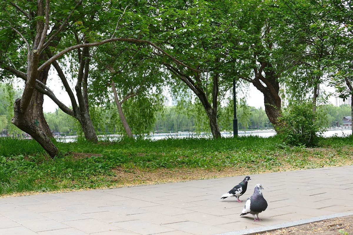 玉渊潭公园【二】