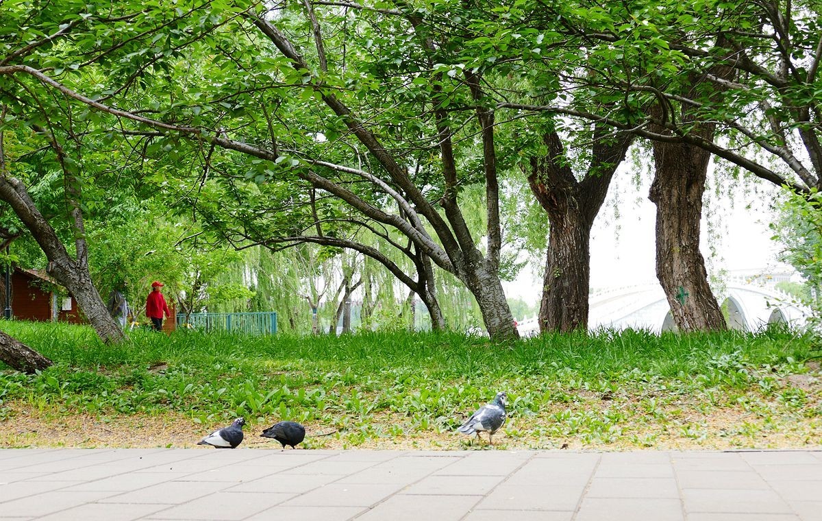 玉渊潭公园【二】