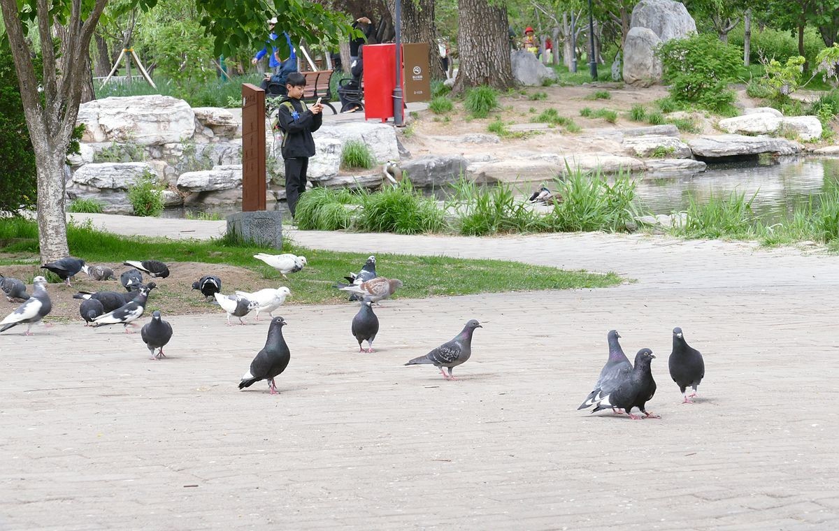 玉渊潭公园【二】