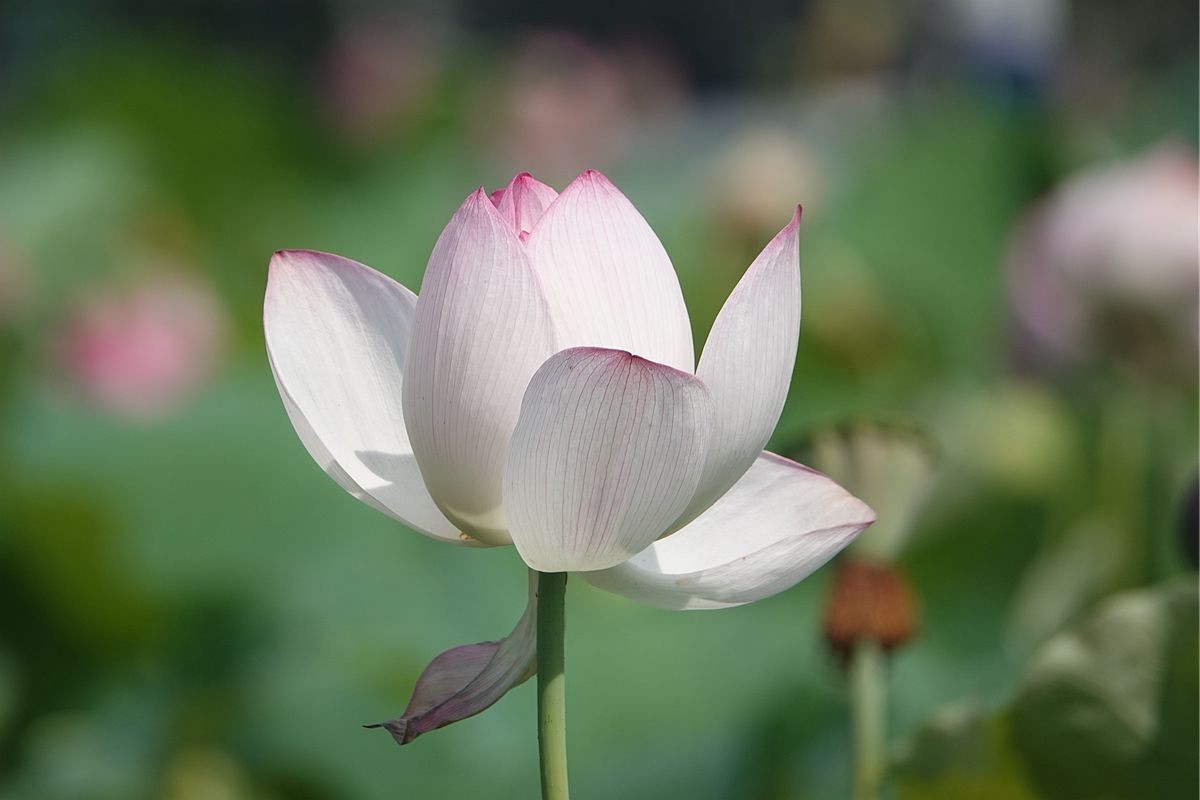 烈日炎炎荷花艳