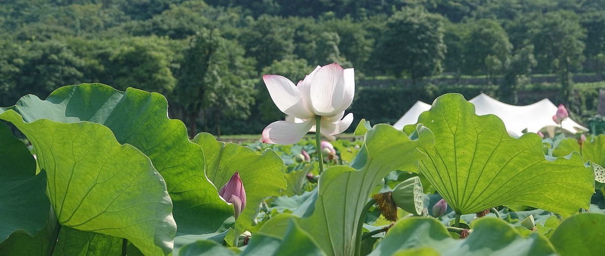 烈日炎炎荷花艳