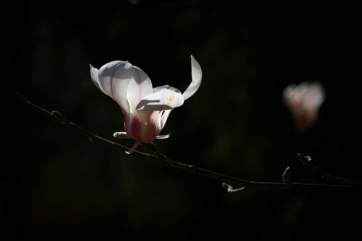 白玉兰花