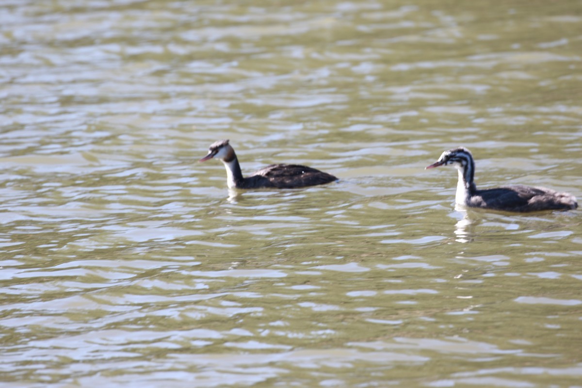 这些国家保护的鸟