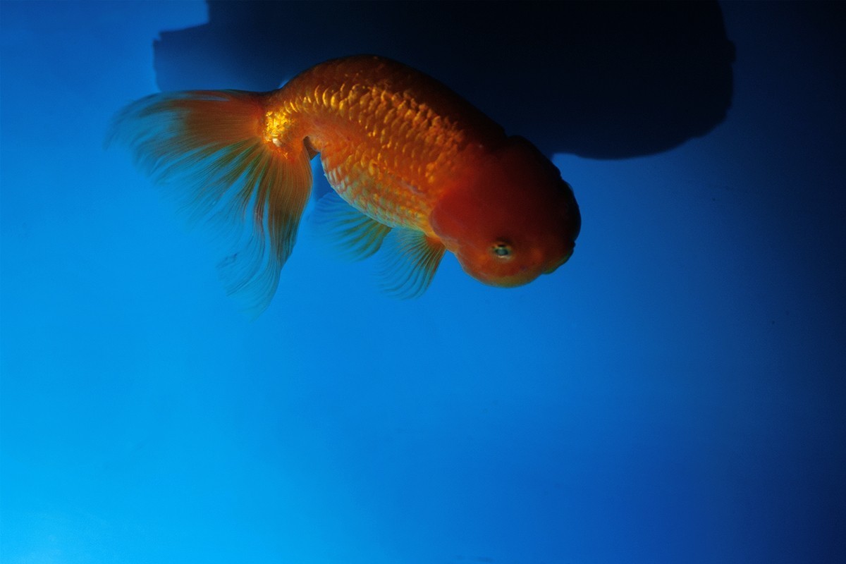 中山公园的几条金鱼