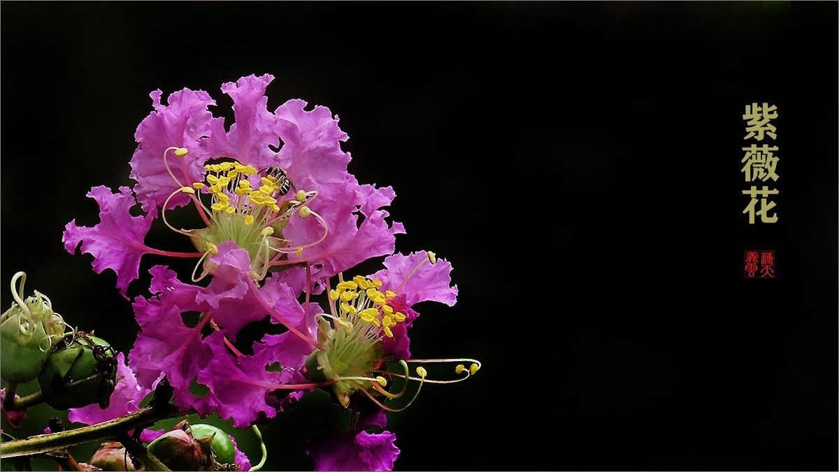 绿中一点红紫薇花