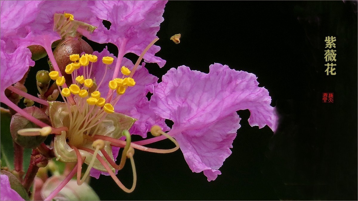 绿中一点红紫薇花