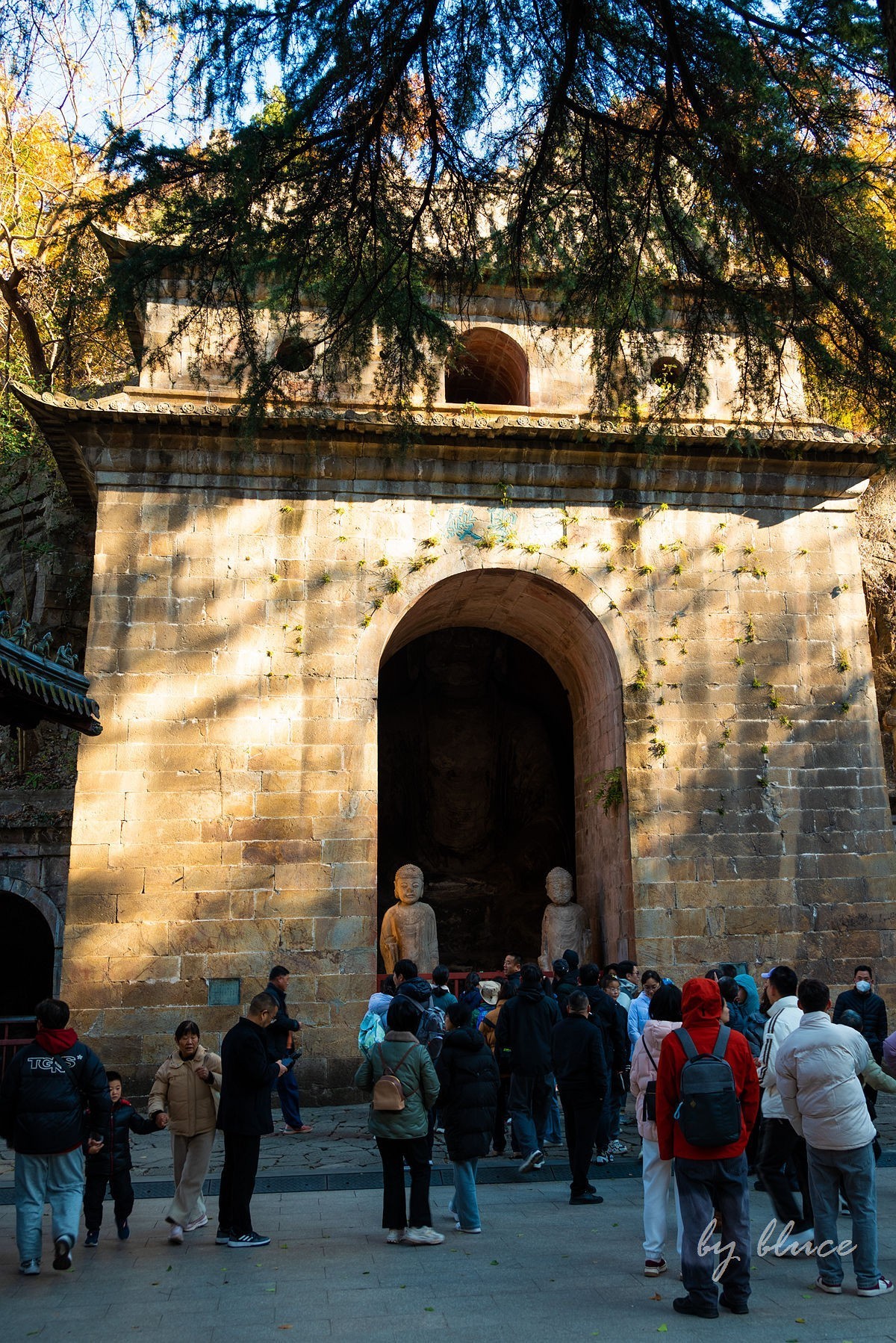 栖霞红枫盛（五）