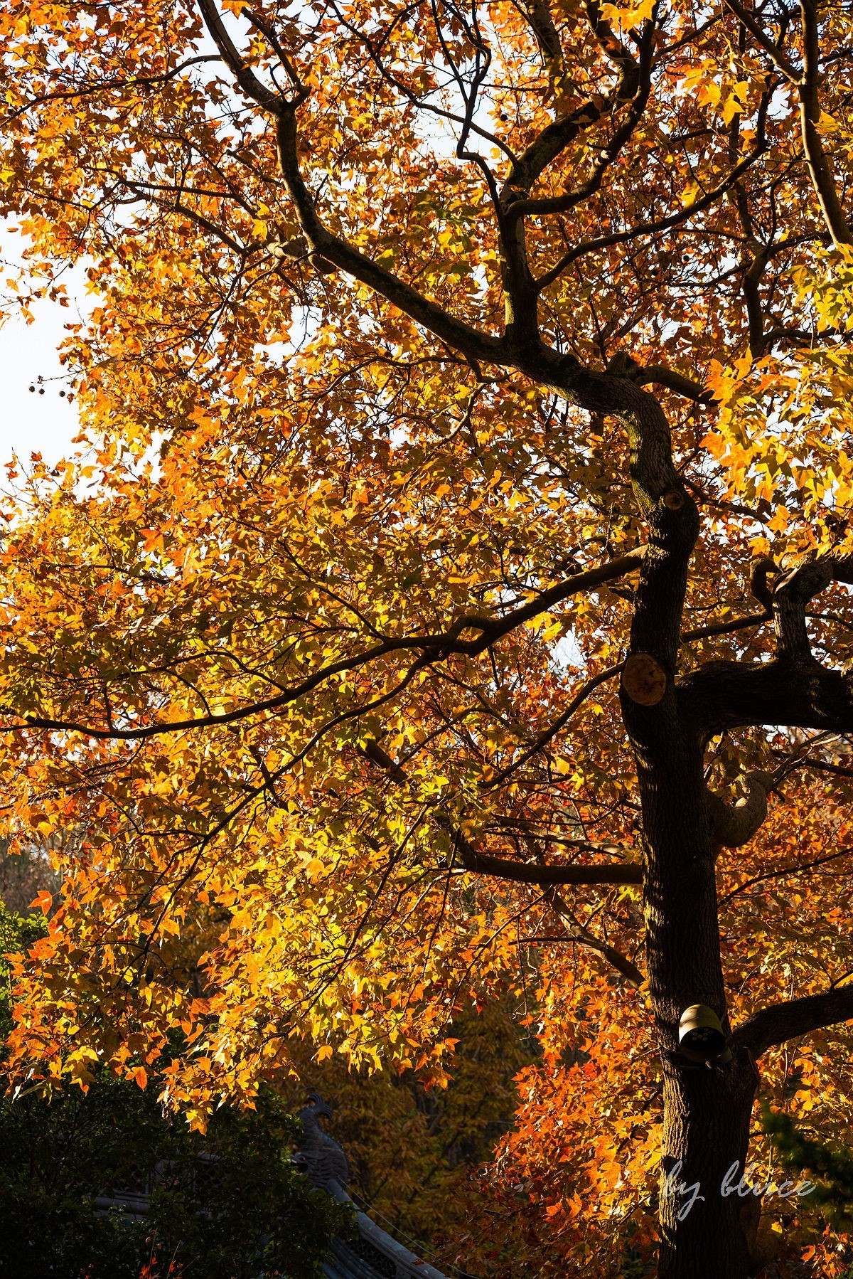 栖霞红枫盛（五）