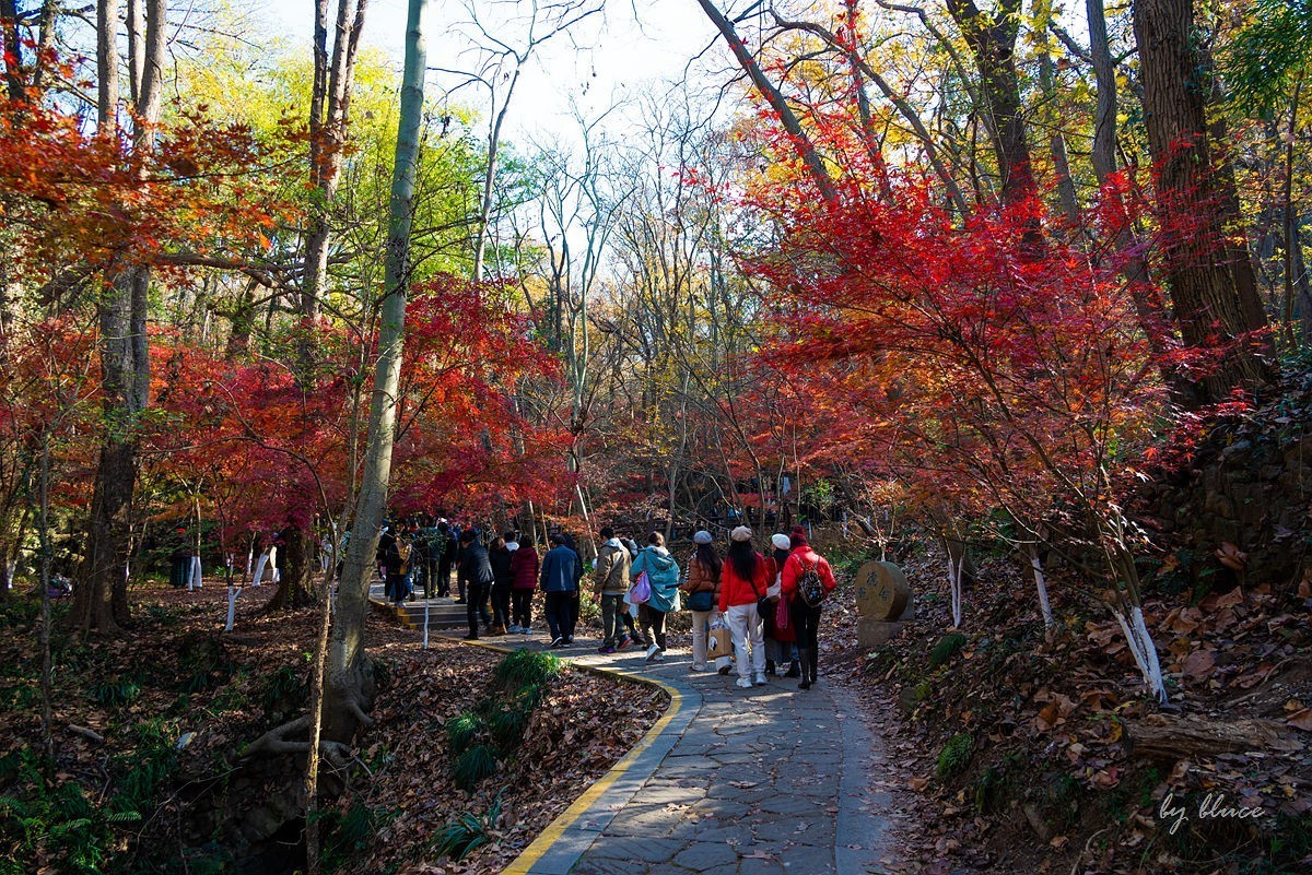 栖霞红枫盛（五）