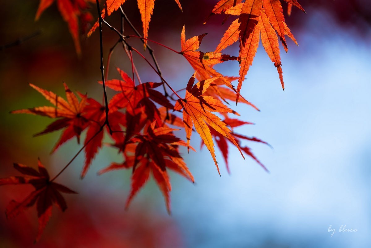 栖霞红枫盛（五）